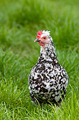 BRD 14 KH0024 01
Gournay Chicken Standing In Grass Normandy