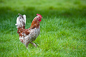 BRD 14 KH0025 01
Crossbred Rooster Walking In Grass Normandy