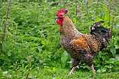 BRD 14 KH0026 01
Rooster Walking In Grass Normandy