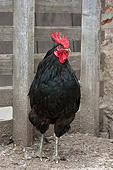 BRD 14 KH0027 01
Black Rooster Standing In Pen Normandy