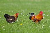 BRD 14 KH0028 01
Gallic Rooster And Hen Walking Through Meadow France