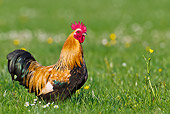 BRD 14 KH0029 01
Gallic Rooster Standing In Meadow France