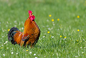 BRD 14 KH0030 01
Gallic Rooster Crowing In Meadow France