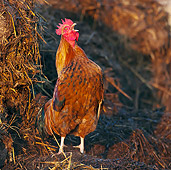 BRD 14 KH0031 01
Gallic Rooster Crowing On Dunghill France
