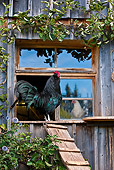 BRD 14 KH0032 01
Black Rooster Standing At Entrance To Barn Germany