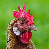 BRD 14 KH0034 01
Head Shot Of Gauloise Hen On Grass France