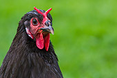 BRD 14 KH0035 01
Head Shot Of La Fleche Hen On Grass France