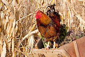 BRD 14 LS0051 01
Wyandotte Rooster Perched On Antique Wooden Wheelbarrow With Cabbage