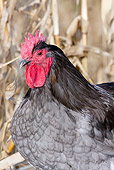 BRD 14 LS0052 01
Portrait Of Rooster