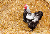 BRD 14 LS0053 01
Cochin Rooster Walking In Straw
