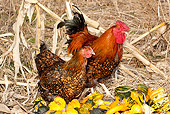 BRD 14 LS0054 01
Wyandotte Rooster And Hen Standing Among Gourds At Edge Of Corn Rows