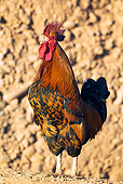 BRD 14 MH0001 01
Close Up Of A Rooster Standing And Crowing Morocco