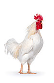BRD 14 RK0010 02
Leghorn Rooster On White Seamless