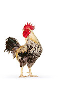 BRD 14 RK0012 01
Game Rooster On White Seamless