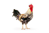 BRD 14 RK0012 15
Game Rooster On White Seamless