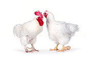 BRD 14 RK0016 03
Leghorn Rooster And Chicken With Eggs White Seamless