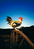 BRD 14 RK0020 05
Profile Shot Of Game Rooster On Wheel Sunset Background