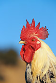 BRD 14 RK0022 03
Profile Head Shot Of Game Rooster