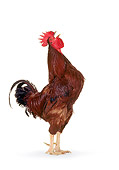BRD 14 RK0030 06
Rhode Island Red Rooster On White Seamless