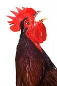 BRD 14 RK0031 04
Profile Head Shot Of Rhode Island Red Rooster Beak Open White Seamless Background
