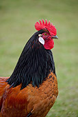 BRD 14 WF0001 01
Portrait Of Rooster Standing On Grass