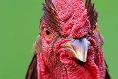 BRD 14 KH0001 01
Head Shot Of Marans Rooster