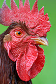BRD 14 KH0002 01
Head Shot Of Marans Rooster