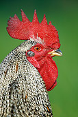 BRD 14 KH0003 01
Head Shot Of Marans Rooster