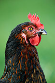 BRD 14 KH0004 01
Head Shot Of Marans Hen
