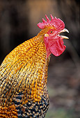 BRD 14 KH0005 01
Head Shot Of Bielefelder Kennhuhn Rooster Crowing