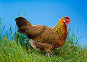 BRD 14 KH0007 01
Chicken Hen Standing In Grass