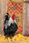 BRD 14 LS0002 01
Portrait Of Wyandotte Rooster Standing On Corn Cobs