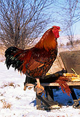 BRD 14 LS0003 01
Profile Of Wyandotte Rooster Standing On Wheelbarrow By Tree In Winter