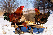 BRD 14 LS0004 01
Profile Of Gold-Laced Wyandotte Rooster And Hen Standing On Wheelbarrow By Tree In Winter
