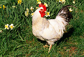 BRD 14 LS0005 01
Delaware Rooster Standing On Grass By Daffodils