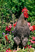 BRD 14 LS0006 01
Barred Plymouth Rock Rooster Crowing By Red Flowers