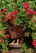 BRD 14 LS0007 01
Gold-Laced Plymouth Rock Rooster Standing On Can By Red Flowers