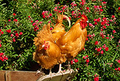 BRD 14 LS0008 01
Buff Orpington Rooster And Hen Standing On Wheelbarrow By Red Flowers