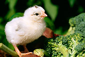 BRD 14 LS0010 01
Chick Standing On Broccoli