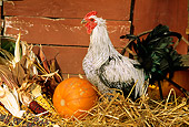 BRD 14 LS0012 01
Iowa Blue Rooster Standing In Hay By Pumpkin And Corn