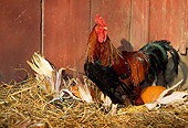 BRD 14 LS0013 01
Welsummer Rooster Standing In Hay By Pumpkin And Corn