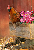 BRD 14 LS0014 01
Ameraucana Rooster Sitting By Flowers In Wheelbarrow