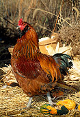 BRD 14 LS0015 01
Ameraucana Rooster Walking On Hay By Gourds