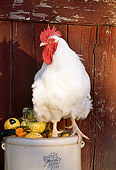 BRD 14 LS0016 01
White Dorking Rooster Standing On Stone Crock By Gourds
