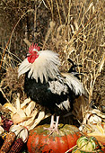 BRD 14 LS0017 01
Portrait Of Colored Dorking Bantam Rooster Standing On Gourd