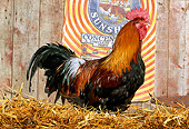 BRD 14 LS0018 01
Profile Of Red Dorking Rooster Standing In Hay By Barn
