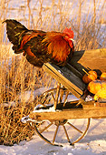 BRD 14 LS0019 01
Portrait Of Red Dorking Rooster Perching On Wheelbarrow On Snow