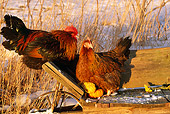 BRD 14 LS0020 01
Portrait Of Red Dorking Rooster And Hen Perching On Wheelbarrow On Snow
