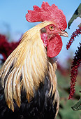 BRD 14 LS0026 01
Portrait Head Shot Of Colored Dorking Rooster