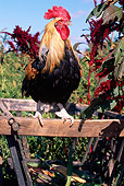 BRD 14 LS0027 01
Colored Dorking Rooster Perching On Manger